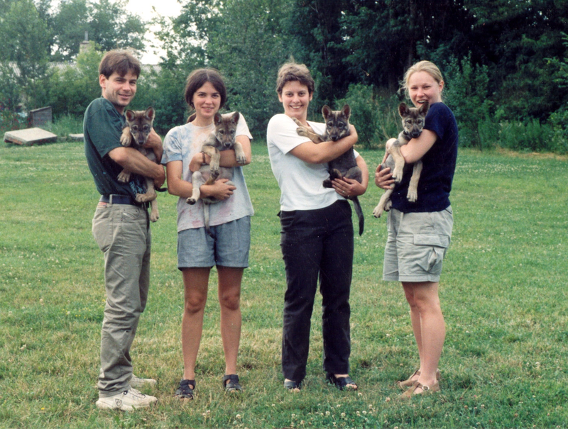 Some of the wolf pups used in the study. (Image: Enikő Kubinyi)